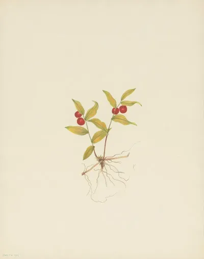 A Kruhsea Fruit Kruhsea Streptopoides