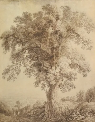 A Large Tree At Albano
