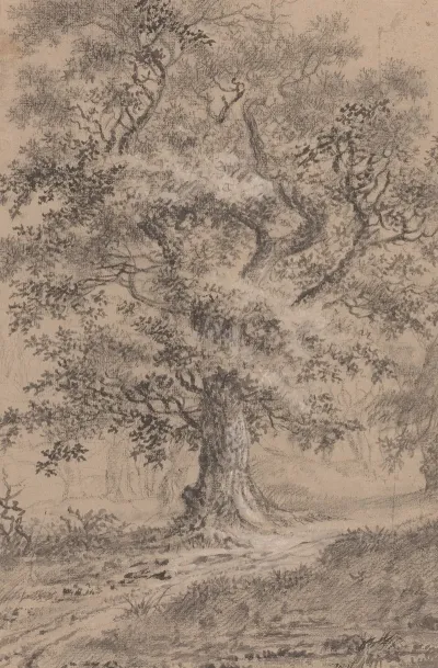 A Leafy Oak By A Woodland Path