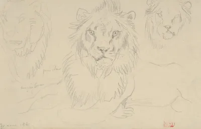 A Lion Full Face