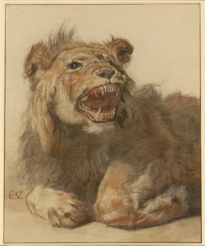 A Lion Snarling