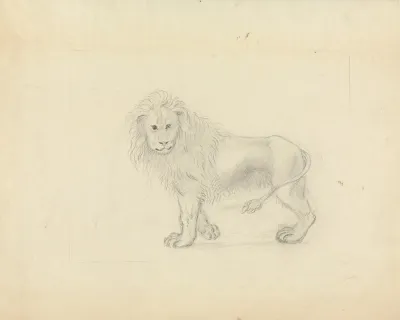 A Lion