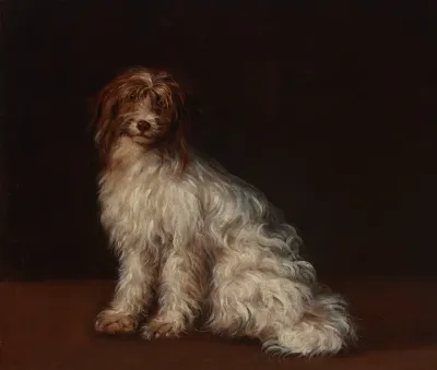 A Long Haired Terrier 2