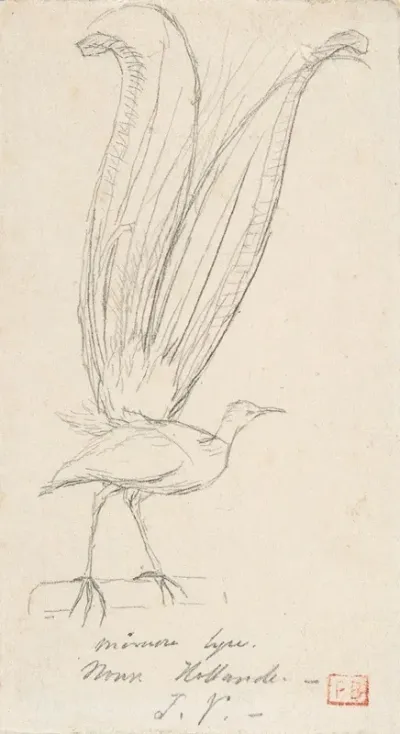 A Lyre Bird