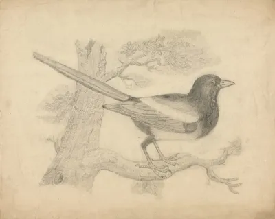 A Magpie In A Tree