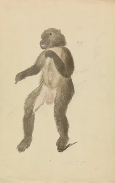 A Mandrill