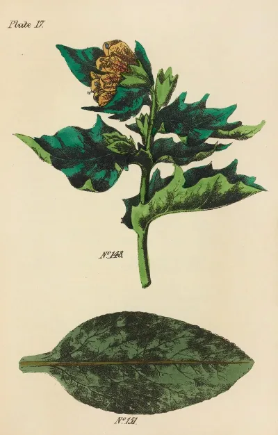 A Manual Of Vegetable Materia Medica Pl 06