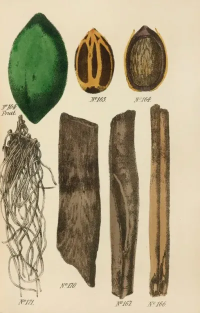 A Manual Of Vegetable Materia Medica Pl 08
