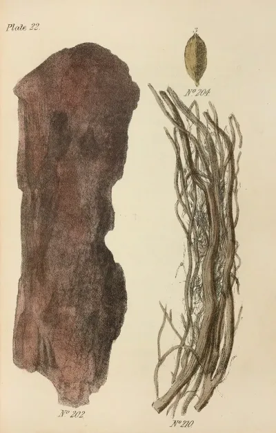 A Manual Of Vegetable Materia Medica Pl 11