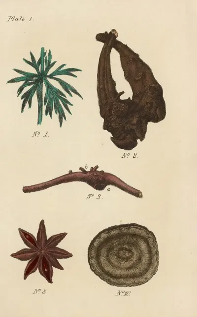 A Manual Of Vegetable Materia Medica Pl 13