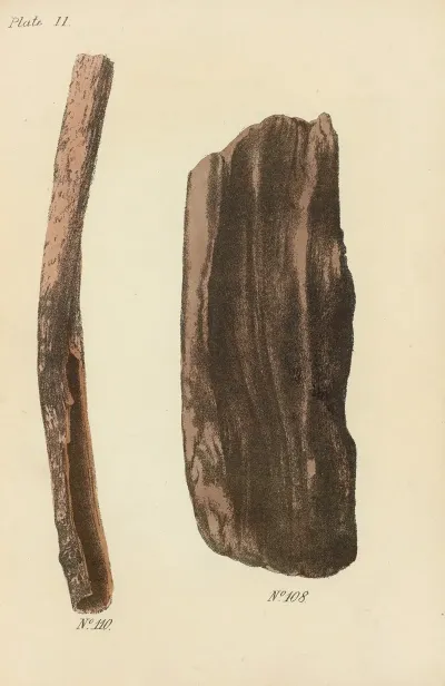 A Manual Of Vegetable Materia Medica Pl 17