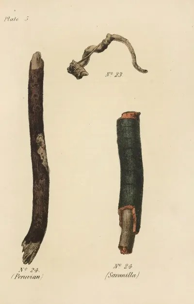 A Manual Of Vegetable Materia Medica Pl 19