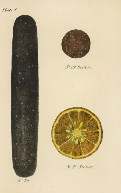 A Manual Of Vegetable Materia Medica Pl 20