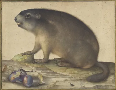 A Marmot With A Branch Of Plums