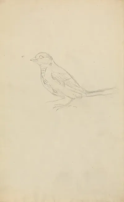 A Marsh Tit