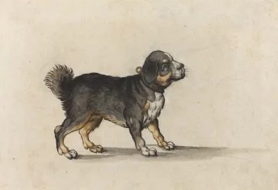 A Mastiff With A Gold Tooled Collar