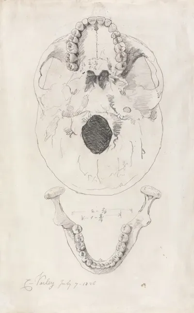 A Measured Drawing Of A Skull