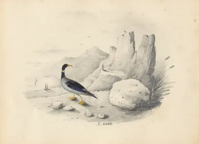 A Merganser