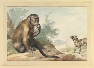 A Monkey Sitting On A Rock Looking At A Civet