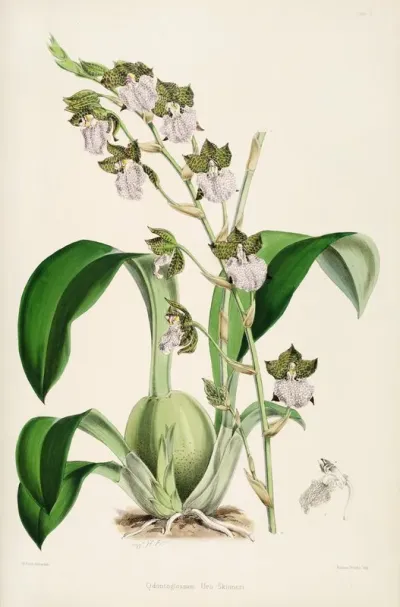 A Monograph Of Odontoglossum Pl 01