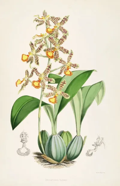 A Monograph Of Odontoglossum Pl 03