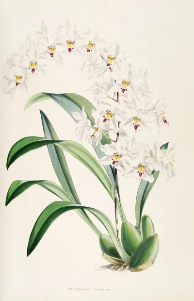 A Monograph Of Odontoglossum Pl 04
