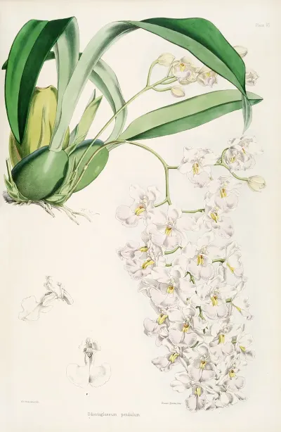 A Monograph Of Odontoglossum Pl 05
