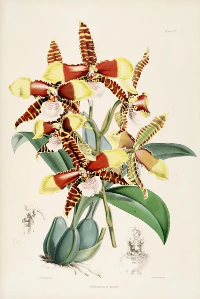 A Monograph Of Odontoglossum Pl 07
