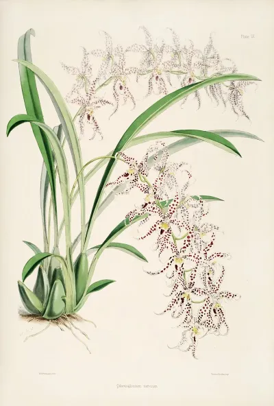 A Monograph Of Odontoglossum Pl 08