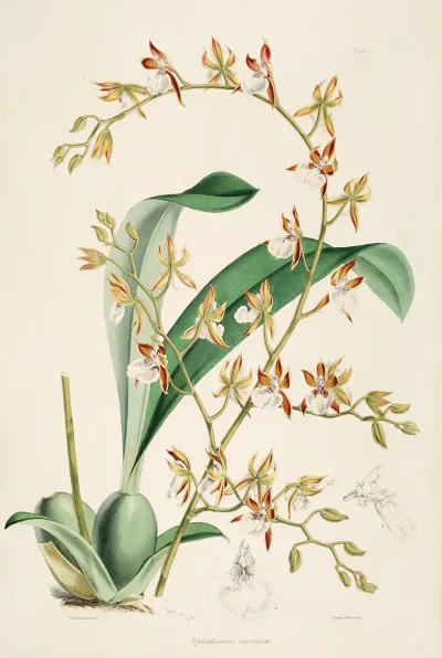 A Monograph Of Odontoglossum Pl 09