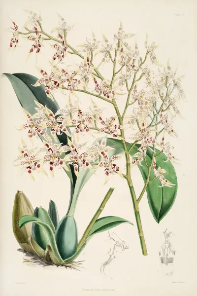 A Monograph Of Odontoglossum Pl 11