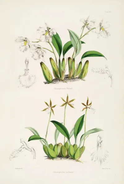 A Monograph Of Odontoglossum Pl 12