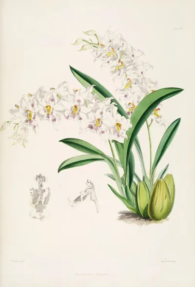 A Monograph Of Odontoglossum Pl 13