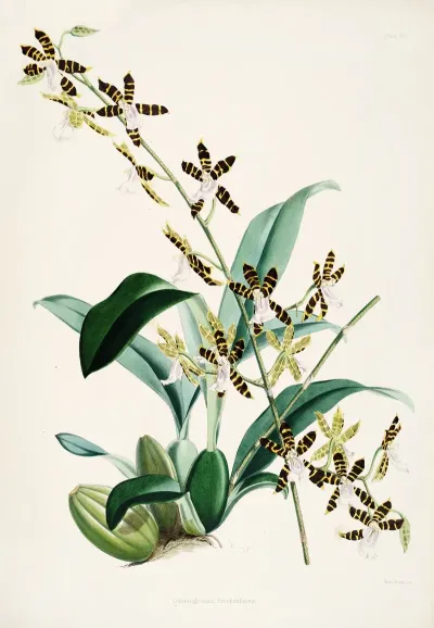 A Monograph Of Odontoglossum Pl 14