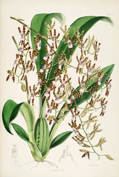A Monograph Of Odontoglossum Pl 15