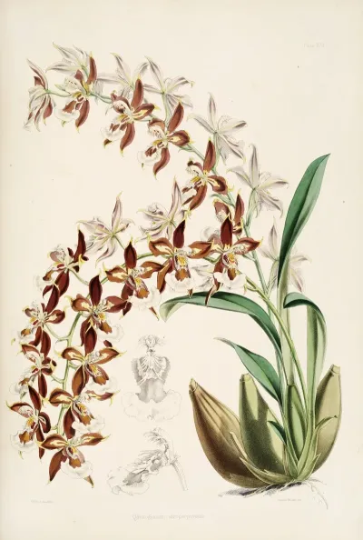 A Monograph Of Odontoglossum Pl 16