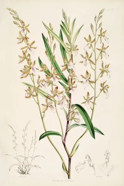 A Monograph Of Odontoglossum Pl 17