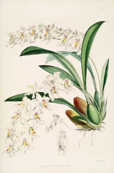 A Monograph Of Odontoglossum Pl 18