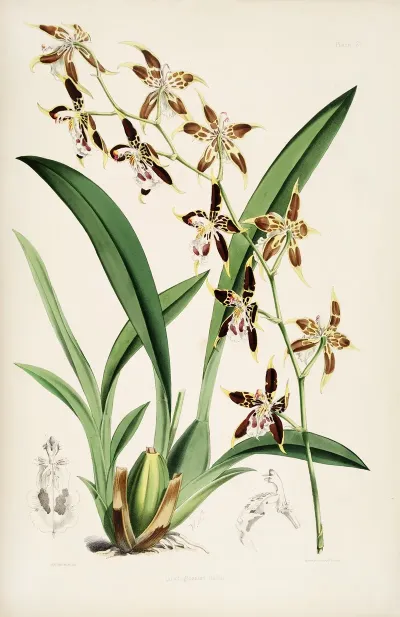 A Monograph Of Odontoglossum Pl 20