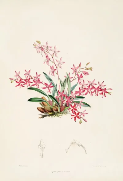 A Monograph Of Odontoglossum Pl 21