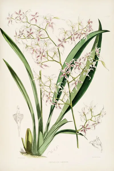 A Monograph Of Odontoglossum Pl 25