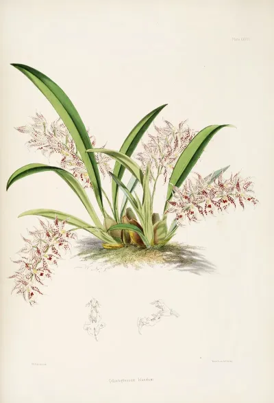 A Monograph Of Odontoglossum Pl 27