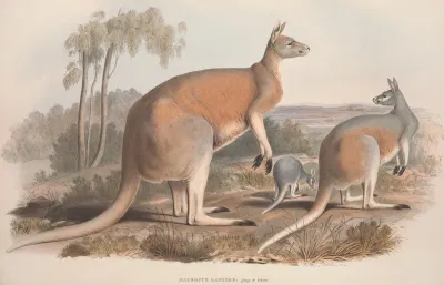 A Monograph Of The Macropodidae Or Family Of Kangaroos Pl 02