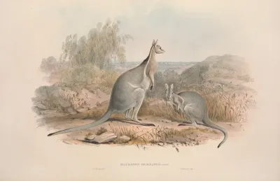 A Monograph Of The Macropodidae Or Family Of Kangaroos Pl 03