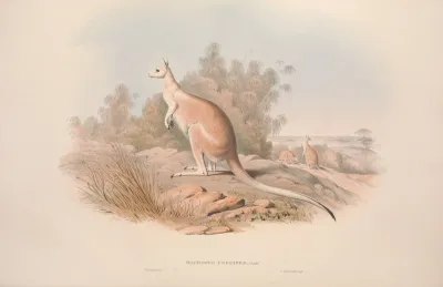 A Monograph Of The Macropodidae Or Family Of Kangaroos Pl 04