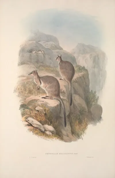 A Monograph Of The Macropodidae Or Family Of Kangaroos Pl 06