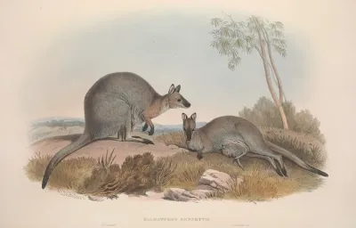 A Monograph Of The Macropodidae Or Family Of Kangaroos Pl 07