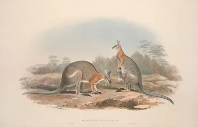 A Monograph Of The Macropodidae Or Family Of Kangaroos Pl 08