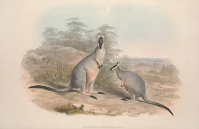 A Monograph Of The Macropodidae Or Family Of Kangaroos Pl 09