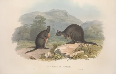 A Monograph Of The Macropodidae Or Family Of Kangaroos Pl 10